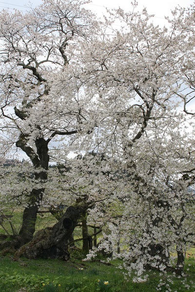 石部桜