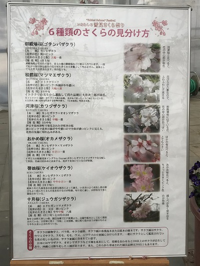 雪見さくら祭り