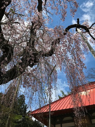 大聖寺のベニシダレ