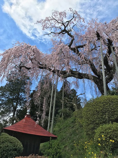 大聖寺のベニシダレ