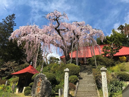 大聖寺のベニシダレ