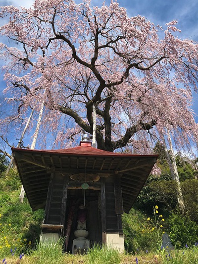 大聖寺のベニシダレ