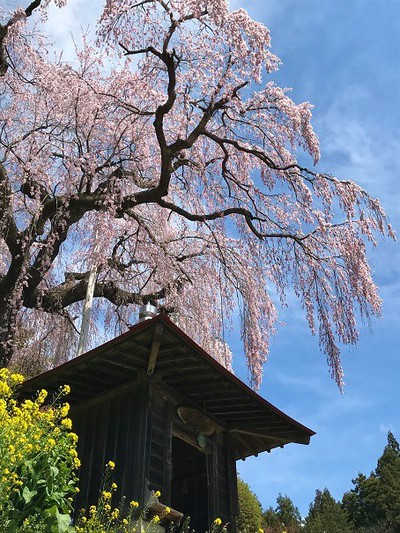 大聖寺のベニシダレ