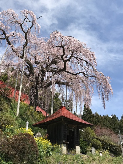 大聖寺のベニシダレ