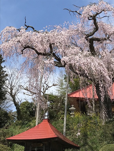 大聖寺のベニシダレ