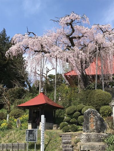 大聖寺のベニシダレ