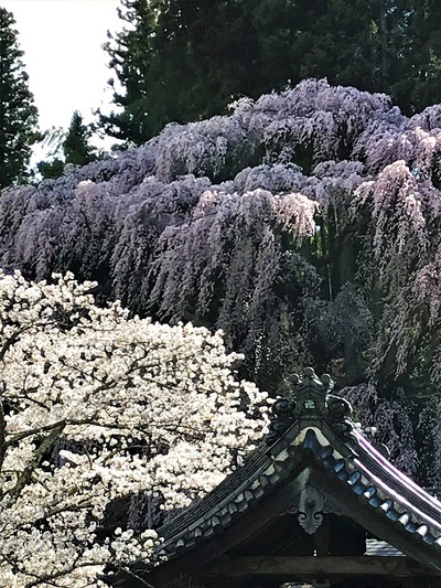 福聚寺桜