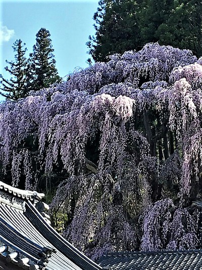 福聚寺桜