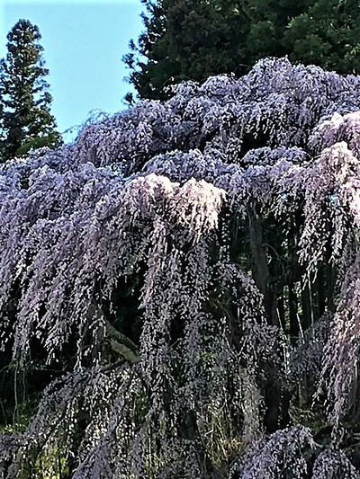 福聚寺桜