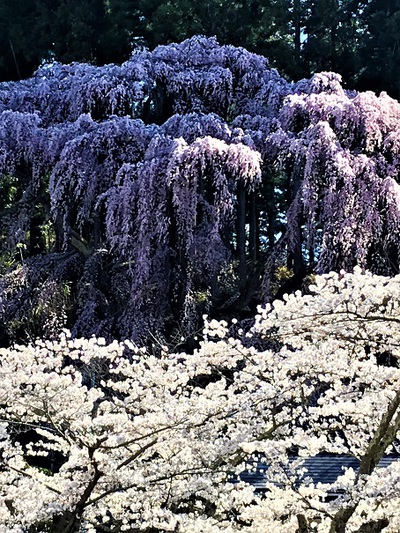 福聚寺桜