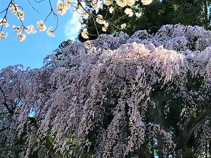 福聚寺桜