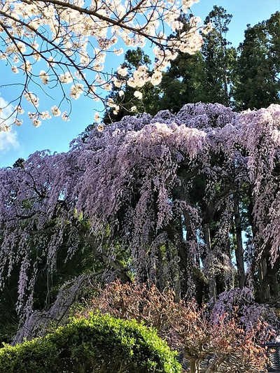 福聚寺桜