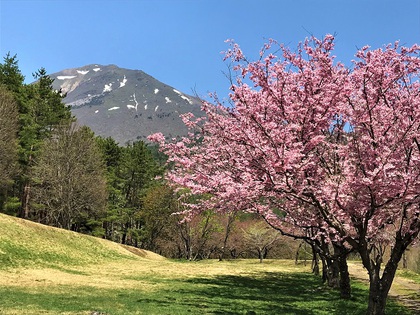 昭和の森(天鏡台)の桜