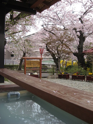 岳温泉の桜