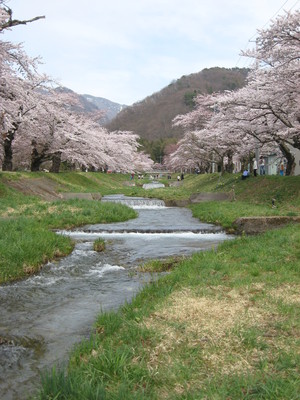 猪苗代町の桜