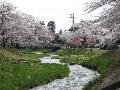 猪苗代町の桜