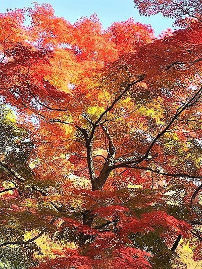 須賀川牡丹園の紅葉
