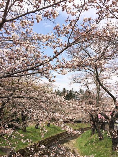翠ヶ丘公園の桜