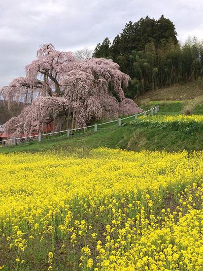 満開!!　三春滝桜