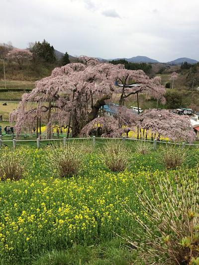 満開!!　三春滝桜