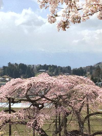 初!!　中島の地蔵桜