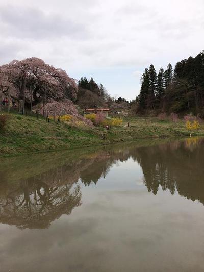 水田に映る中島の地蔵桜