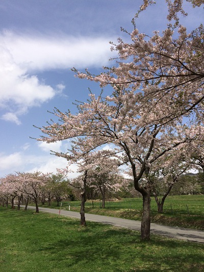 猪苗代町営牧場の桜並木