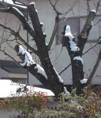 残雪は小動物がしがみついているよう！
