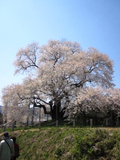 戸津辺の桜 戸津辺の桜