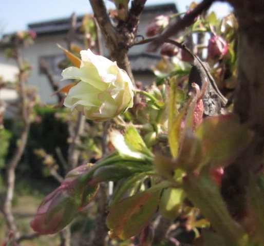 ウコンの桜 ウコンの桜