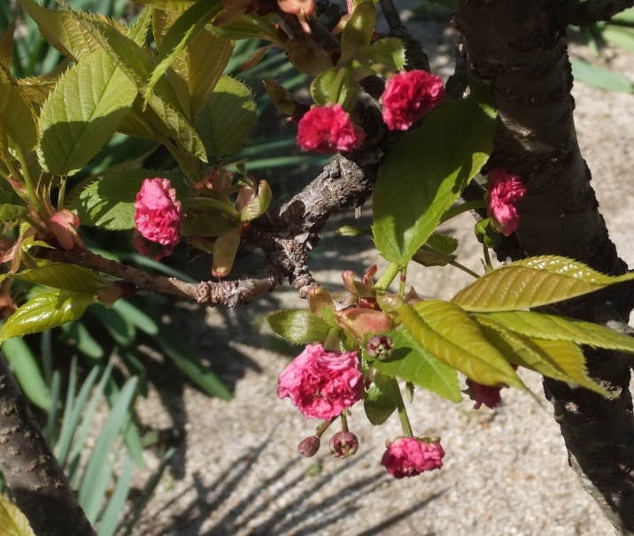 ウコンの桜など咲いています! ウコンの桜など咲いています!