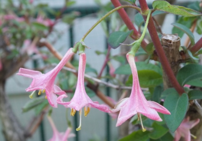 ウコンの桜など咲いています! ウコンの桜など咲いています!