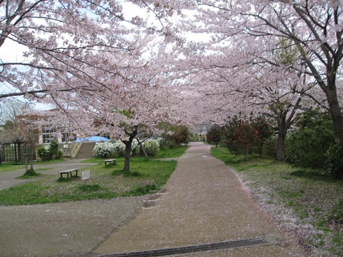 桜のトンネルと広島お好み焼きと七北田ダム（４／２０）