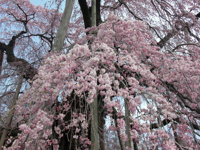 4月21日　満開の三春滝桜♪