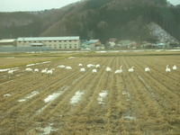 今日も田んぼへ・・・