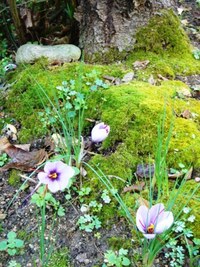 苔庭にしたい