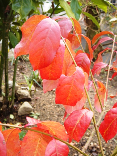 紅葉した葉