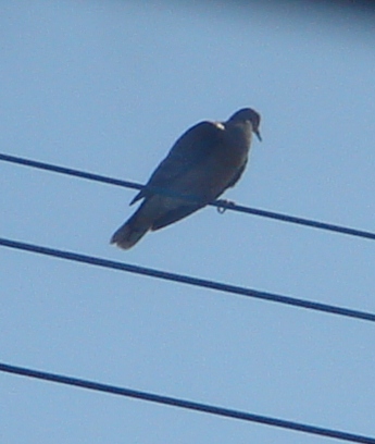 鳥