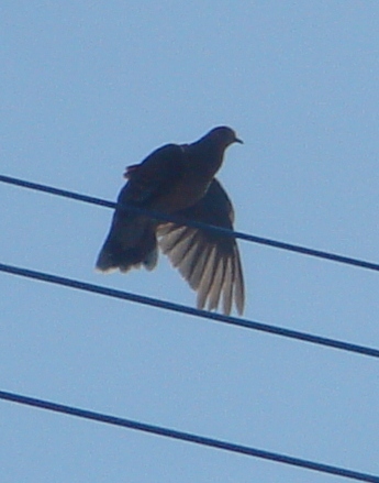 鳥