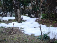 庭にまだ雪が・・・