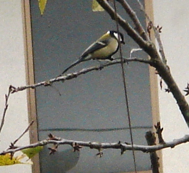 シジュウカラ