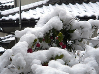 チロリアンランプが雪にも負けず