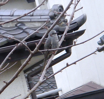 ヒヨドリ