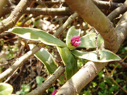 沈丁花