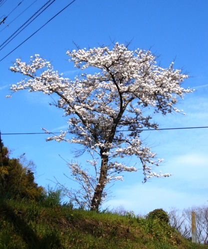 サクラ