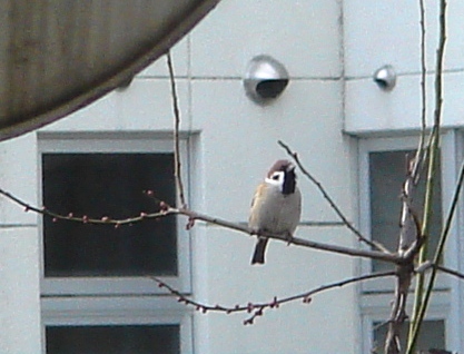 スズメ