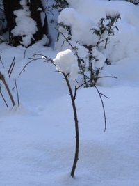 元日、雪の朝