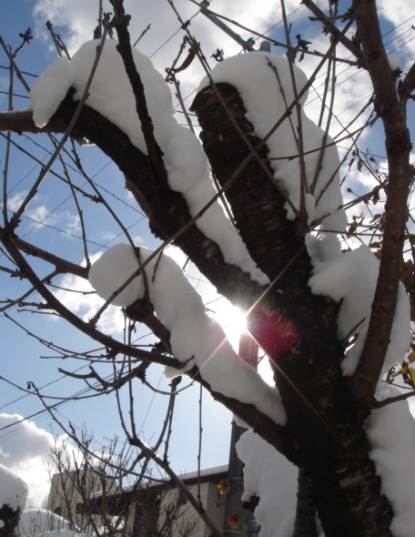 雪景色♪　