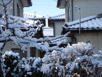 春彼岸　雪景色♪