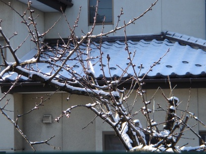 雪景色